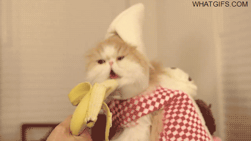 gifs animés culinaires weird chat banane kkk
