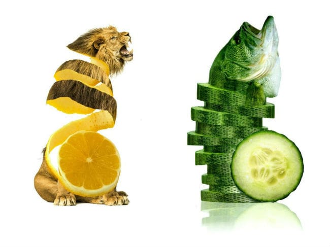sarah-deremer-funky-hybrid-animals2