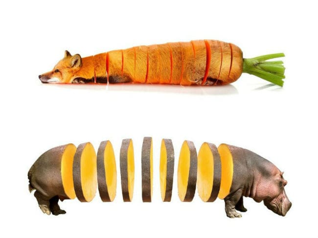 sarah-deremer-funky-hybrid-animals4