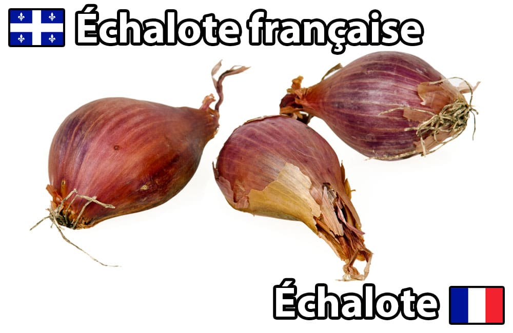 termes culinaires québec france échalote française